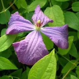 clematis-polish-spirit-poj-2l