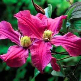 clematis-czerwony-bylinowy-poj-2l