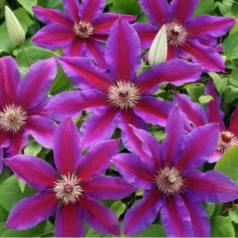 clematis-star-of-india-p9-c1