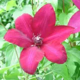 clematis-solidarnosc-wielkokwiatowy-p9-c1