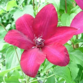 clematis-solidarnosc-wielkokwiatowy-p9-c1