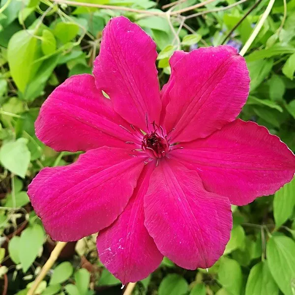 clematis-solidarnosc-wielkokwiatowy-p9-c1-rodzaj-rosliny-powojnik