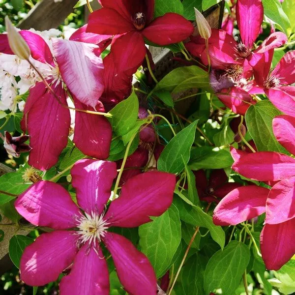 clematis-solidarnosc-wielkokwiatowy-p9-c1