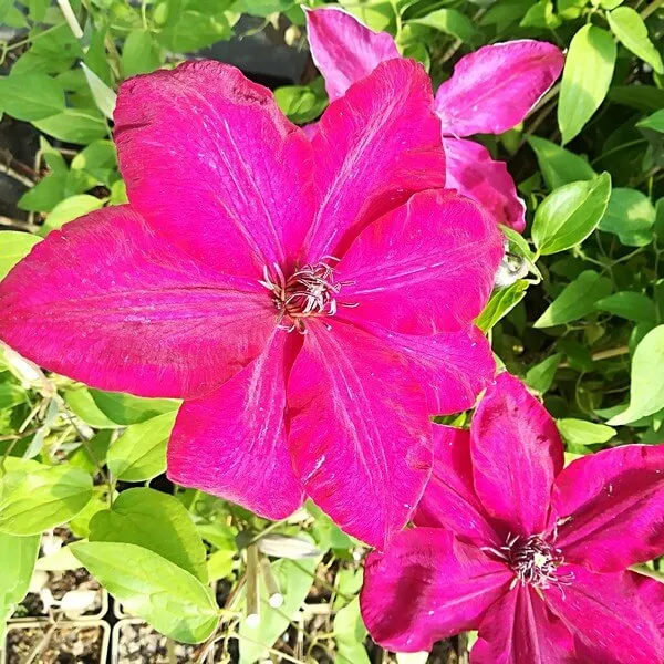 clematis-solidarnosc-wielkokwiatowy-p9-c1-nazwa-lacinska-clematis