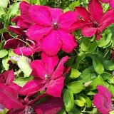 clematis-solidarnosc-wielkokwiatowy-p9-c1-rodzaj-rosliny-powojnik-producent-inna