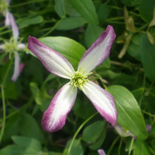 clematis-botaniczny-rubromarginata-p9-c1