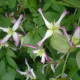 clematis-botaniczny-rubromarginata-p9-c1-rodzaj-rosliny-powojnik