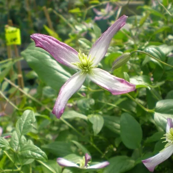 clematis-botaniczny-rubromarginata-p9-c1-nazwa-lacinska-clematis