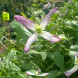 clematis-botaniczny-rubromarginata-p9-c1-nazwa-lacinska-clematis