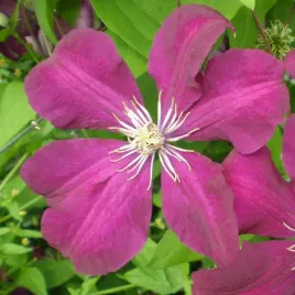 clematis-rouge-cardinal-wielkokwiatowy-p9-c1