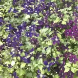 clematis-romantica-w-p9-c1-rodzaj-rosliny-powojnik