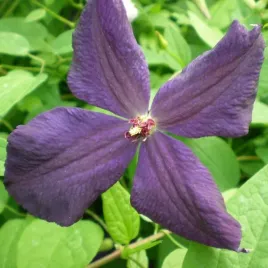 clematis-polish-spirit-p9-c1