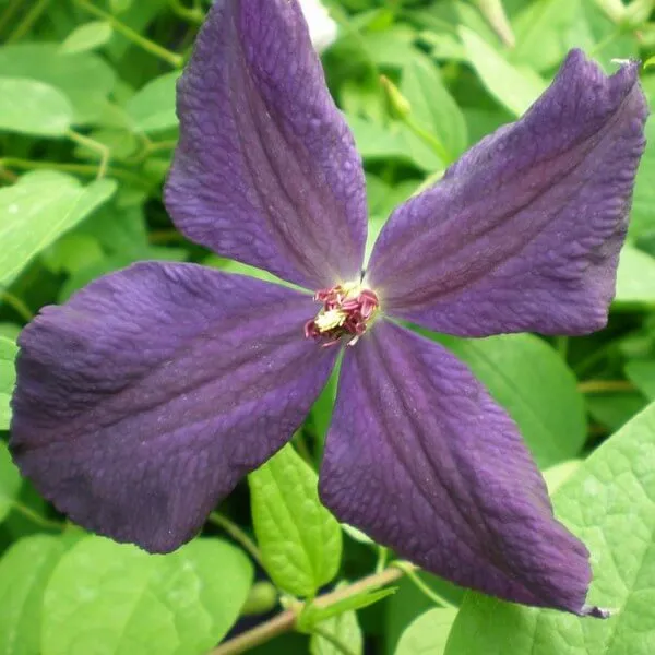 clematis-polish-spirit-p9-c1