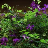 clematis-polish-spirit-p9-c1-producent-inna