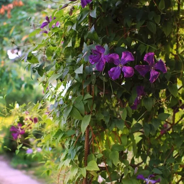 clematis-polish-spirit-p9-c1-nazwa-lacinska-clematis