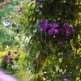 clematis-polish-spirit-p9-c1-nazwa-lacinska-clematis
