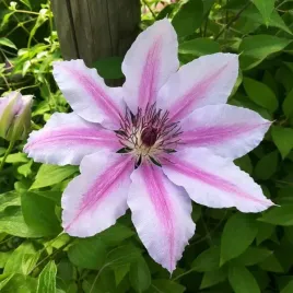 clematis-nelly-moser-wielkokwiatowy-p9-c1