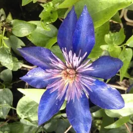 clematis-multi-blue-wielkokwiatowy-pelny-p9-c1