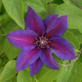 clematis-mrs-n-thompson-wielkokwiatowy-p9-c1