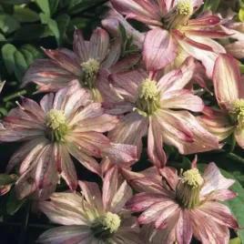 clematis-montana-marjorie-gorski-p9-c1