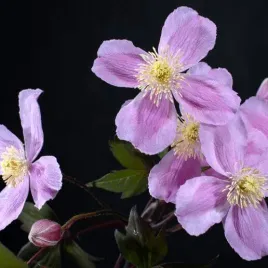 clematis-montana-fragrant-spring-mayleen-gorski-p9-c1