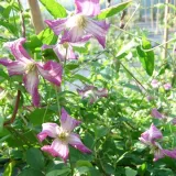 clematis-minuet-viticella-p9-c1-rodzaj-rosliny-powojnik