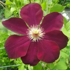 clematis-mazowsze-wielkokwiatowy-p9-c1