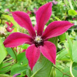 clematis-gravetye-beauty-botaniczny-p9-c1