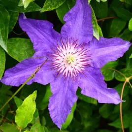 clematis-dzieci-warszawy-wielkokwiatowy-p9-c1