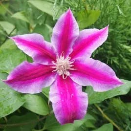 clematis-dr-ruppel-wielkokwiatowy-p9-c1