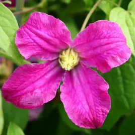 clematis-czerwony-bylinowy-p9-c1