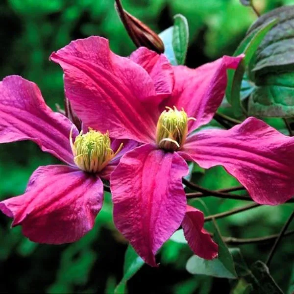clematis-czerwony-bylinowy-p9-c1-rodzaj-rosliny-powojnik