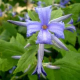 clematis-cassandra-bylinowy-pachnacy-p9-c1-rodzaj-rosliny-powojnik