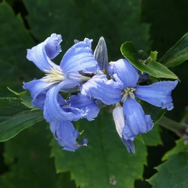 clematis-cassandra-bylinowy-pachnacy-p9-c1-producent-inna