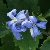 clematis-cassandra-bylinowy-pachnacy-p9-c1-producent-inna