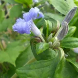 clematis-cassandra-bylinowy-pachnacy-p9-c1-nazwa-lacinska-clematis