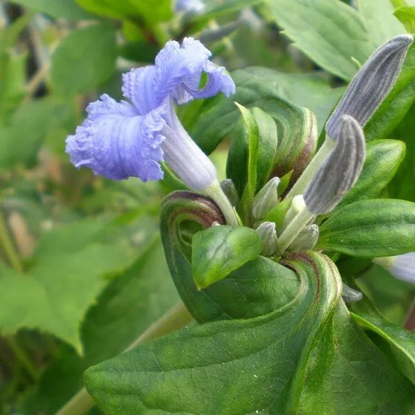 clematis-cassandra-bylinowy-pachnacy-p9-c1-rodzaj-rosliny-powojnik
