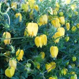 clematis-botaniczny-bill-mackenzie-p9-c1-rodzaj-rosliny-powojnik