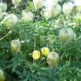 clematis-botaniczny-bill-mackenzie-p9-c1-producent-inna