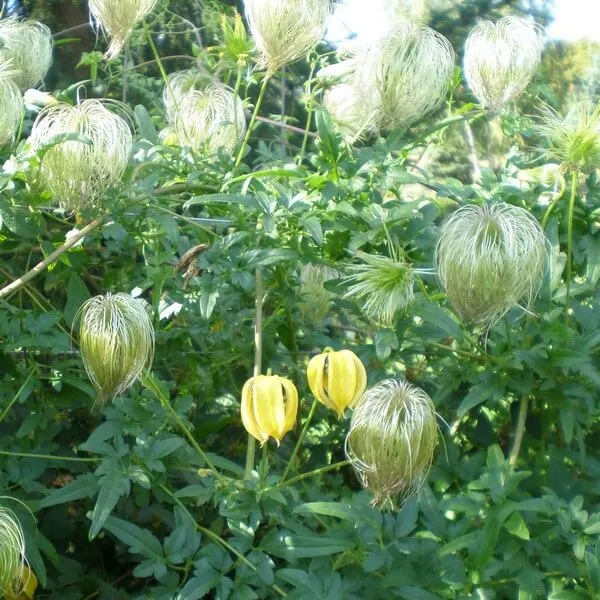 clematis-botaniczny-bill-mackenzie-p9-c1