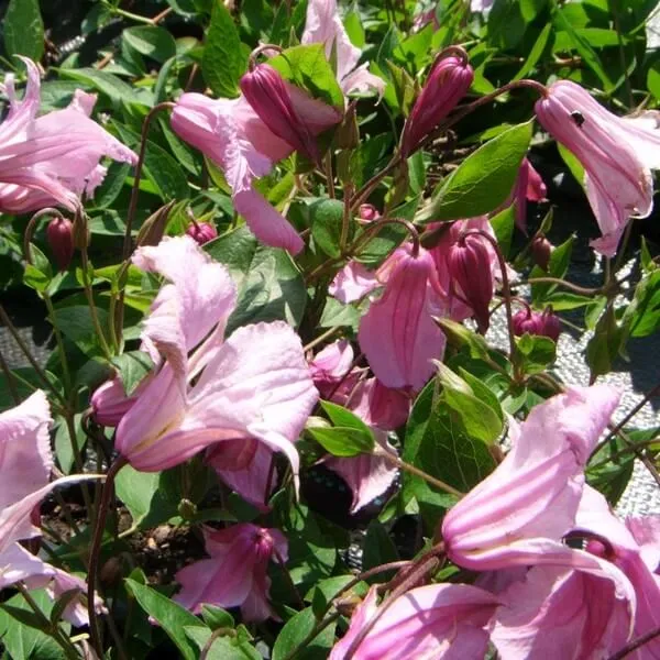clematis-alionushka-p9-c1-rodzaj-rosliny-powojnik