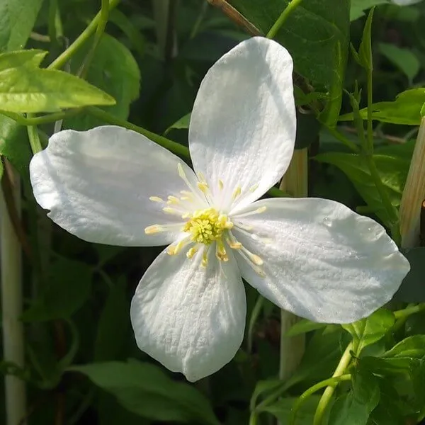 clematis-alba-p9-c1