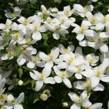 clematis-alba-p9-c1-rodzaj-rosliny-powojnik