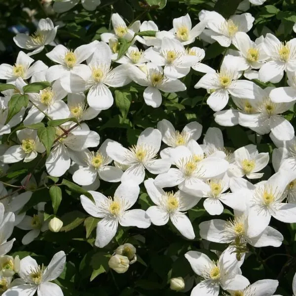 clematis-alba-p9-c1-rodzaj-rosliny-powojnik