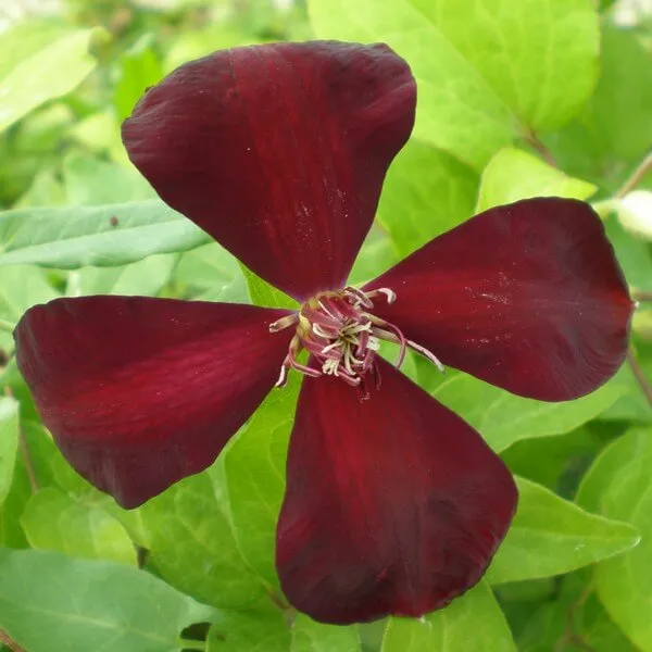 clematis-westerplatte-poj-2l