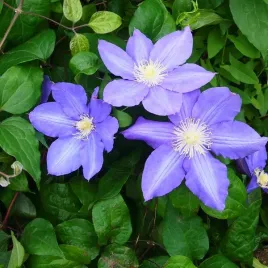 clematis-vyvyan-pennell-wielkokwiatowy-poj-2l