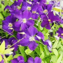 clematis-viola-wielkokwiatowy-poj-4l