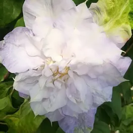 clematis-veronica-s-choice-wielkokwiatowy-pelny-poj-4l