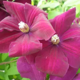 clematis-rouge-cardinal-wielkokwiatowy-poj-2l