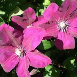 clematis-rouge-cardinal-wielkokwiatowy-poj-4l